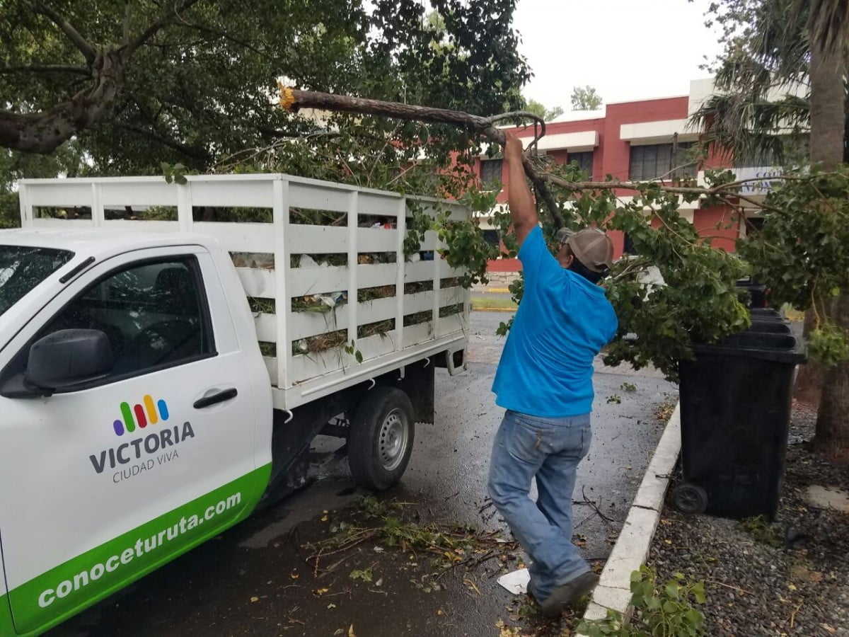 Lluvia y viento del martes dejan 12 árboles caídos en Victoria