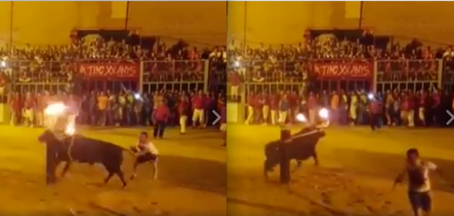 Toro se suicida cuando le prenden fuego a sus cuernos