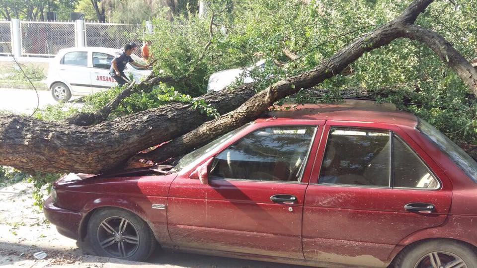 Cae árbol sobre autos estacionados en el Mante