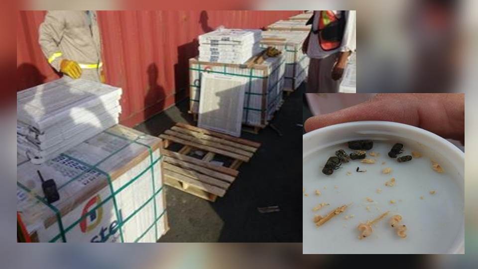 Aseguran tarimas infestadas de insectos en sur de Tamaulipas