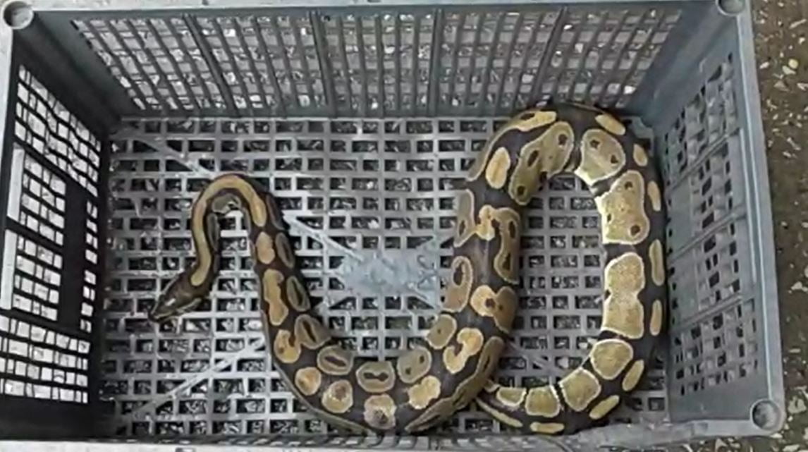 Aparece serpiente tras lluvias en la zona sur