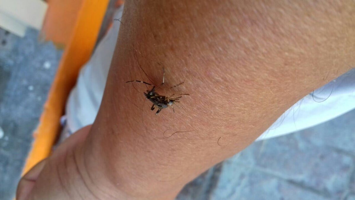Plaga de zancudos afecta a Vecinos de Soto La Marina