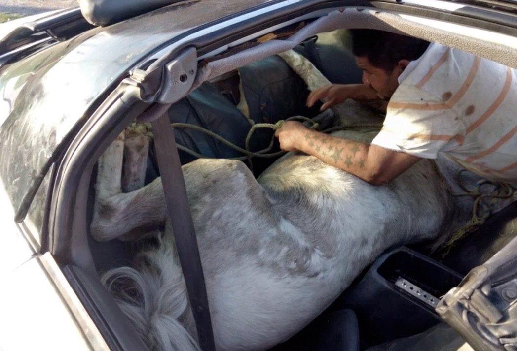 Automovilista es detenido  por transportar a caballo en automóvil