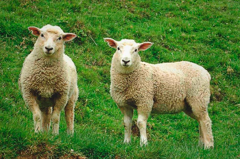 Científicos descubren que las ovejas pueden reconocer caras humanas