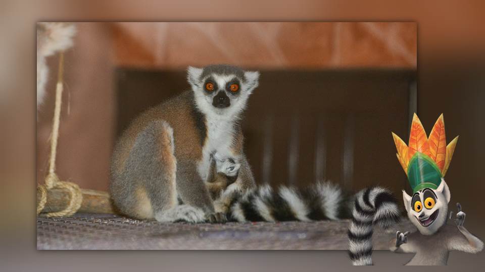 Nace en zoológico de Nuevo Laredo Lémur (cola anillada)