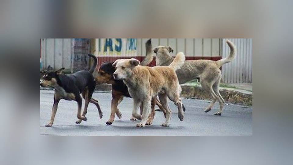 Proliferación de perros callejeros sin control en la zona sur
