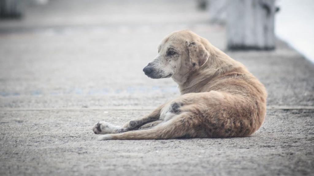 Piden no alimentar a los perros callejeros de la playa Miramar