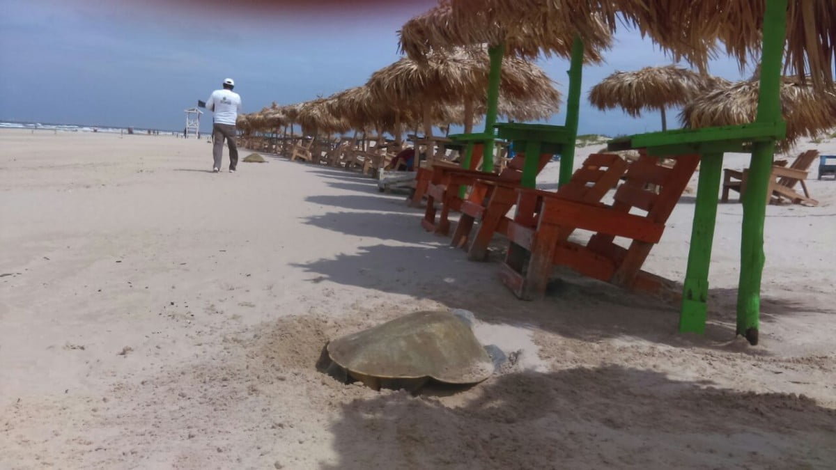 Arriban tortugas Lora a Playa Miramar