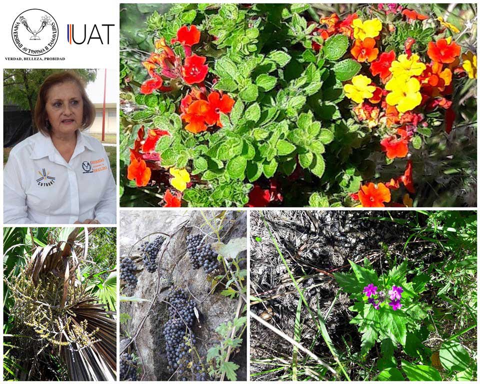 Aporta la UAT estudios científicos para clasificar plantas medicinales de Tamaulipas