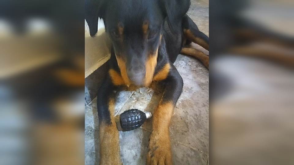 Perro con granada de juguete moviliza cuerpos de seguridad