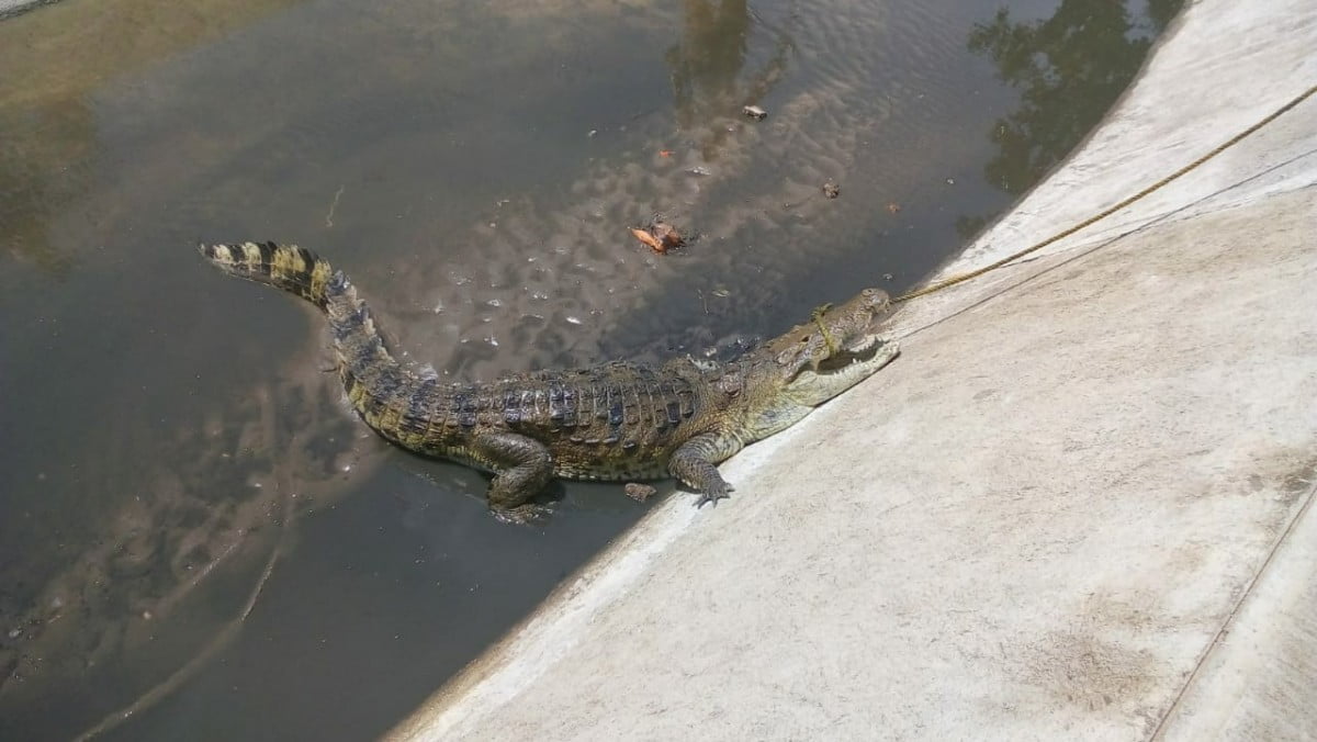 Capturan cocodrilo de tres metros de largo en canal a cielo abierto
