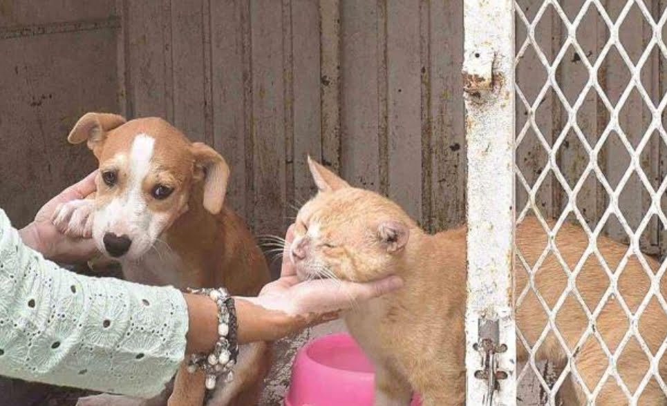 Incrementa la probabilidad de rabia en las mascotas debido a altas temperaturas
