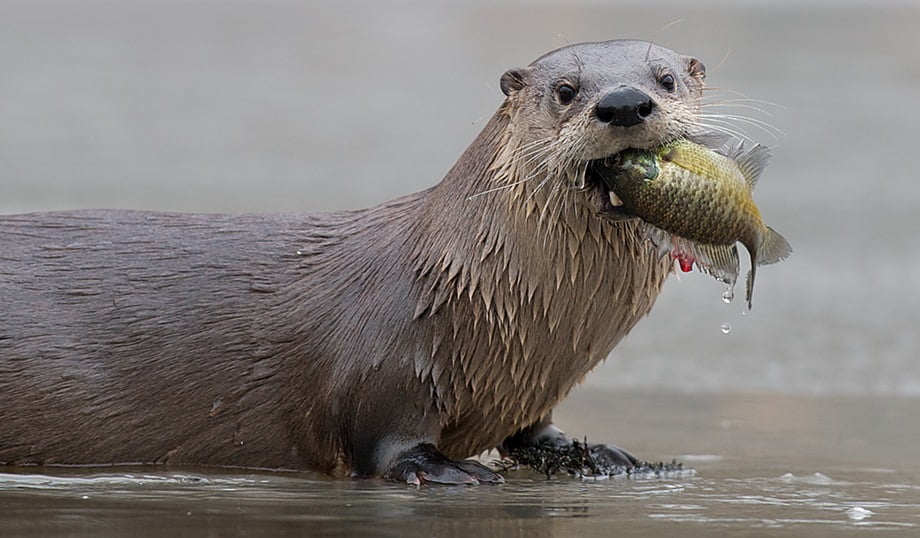 Nutrias regulan plaga de pez diablo en Tamaulipas