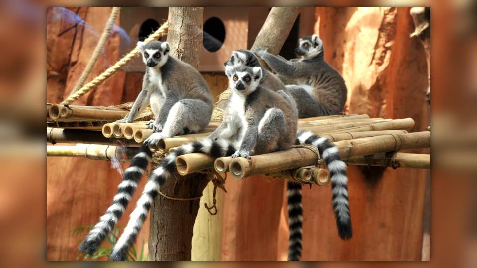 ¡Los lémures de Madagascar están en el Zoológico Tamatán!