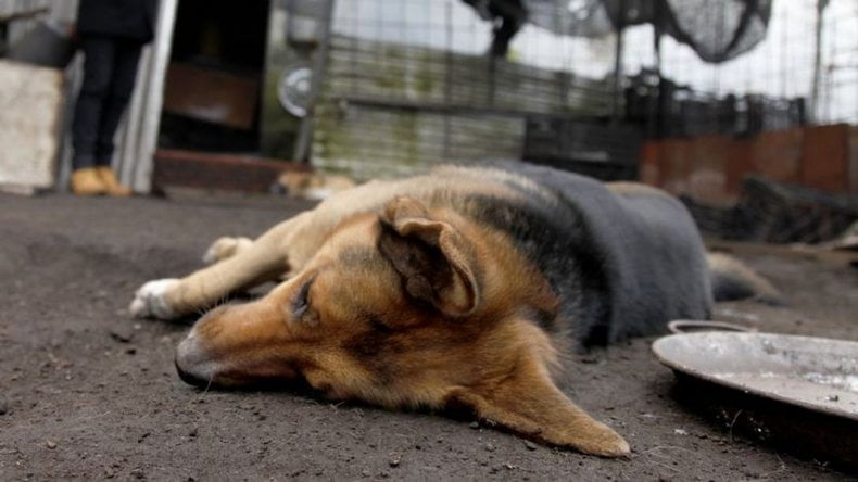 Asesinan a hombre que envenenaba perros