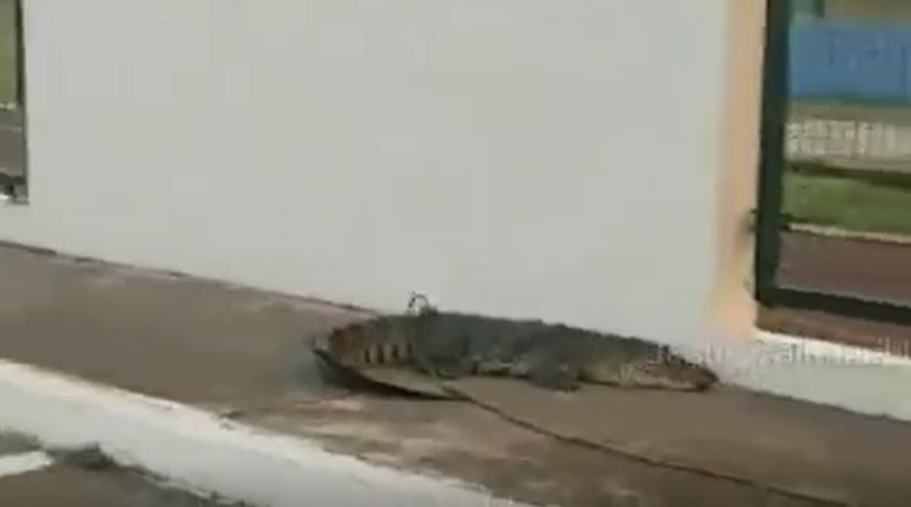 Se les escapa cocodrilo a bomberos de la zona norte de Ciudad Madero