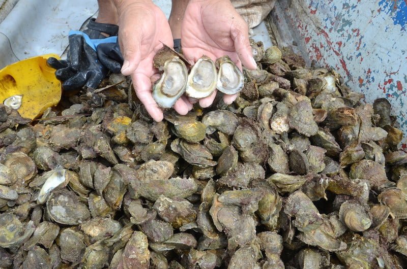 Impulsan creación de centros de acuacultura de ostión en Tamaulipas