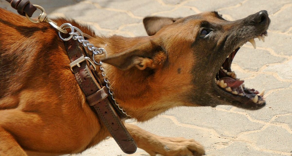 Van 160 agresiones de perros en lo que va del año