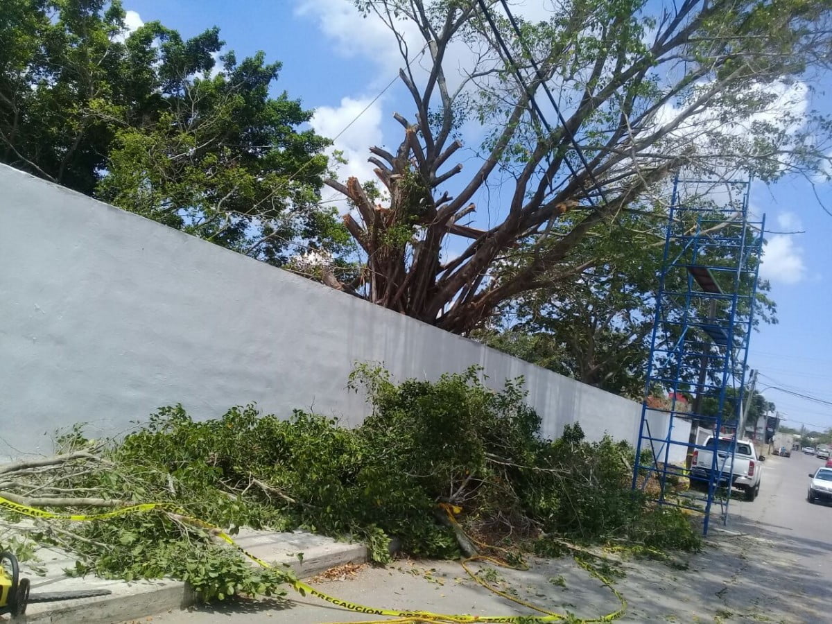 Tec Madero tala 10 árboles para construir barda