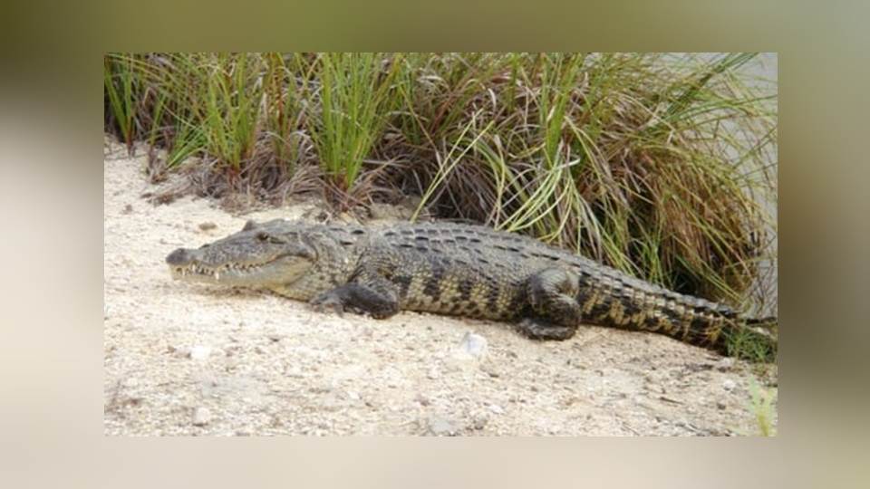 Habitantes de Estación Esteros temen por ataques de cocodrilos