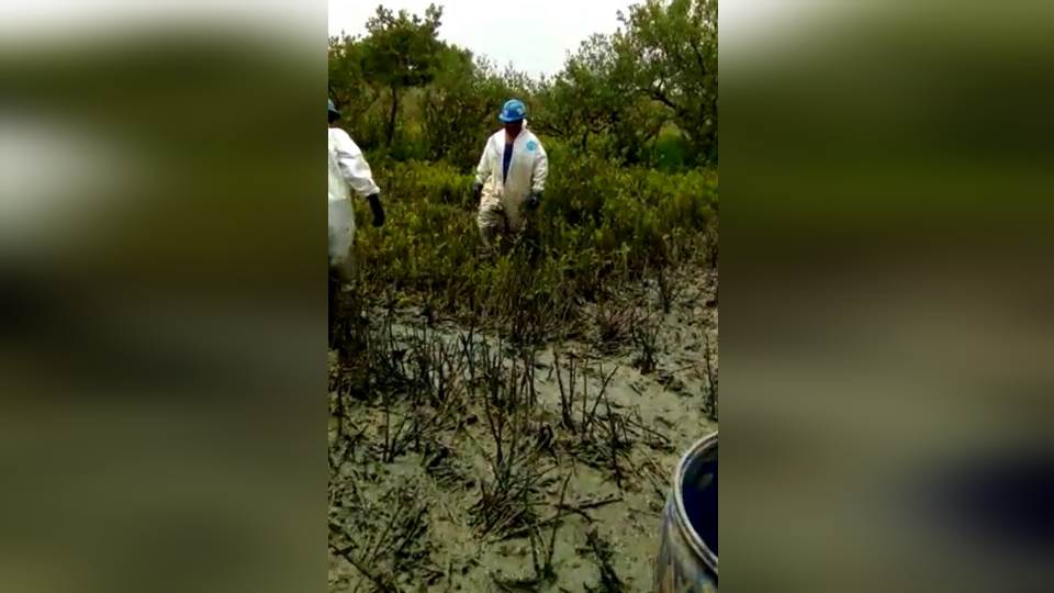 Detecta PROFEPA daño a manglar por construcción del gasoducto sur de Texas-Tuxpan