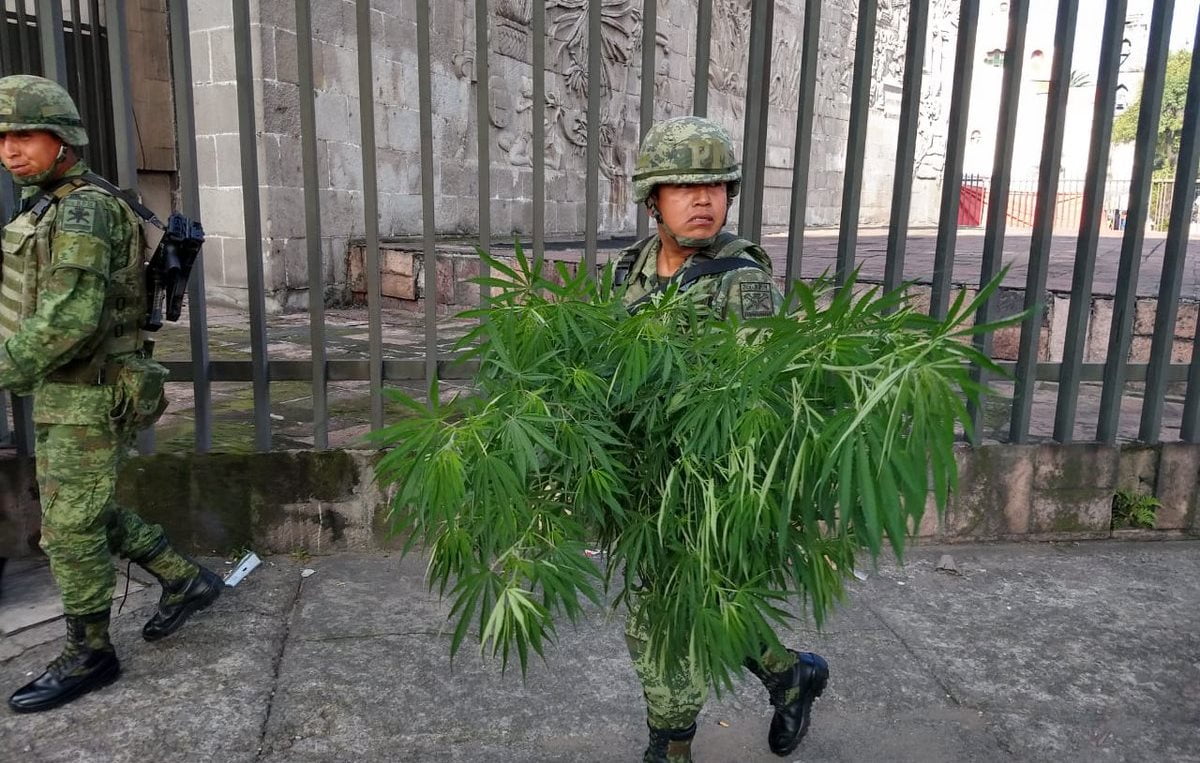 Militares retiran plantas de marihuana en periferico de la CDMX