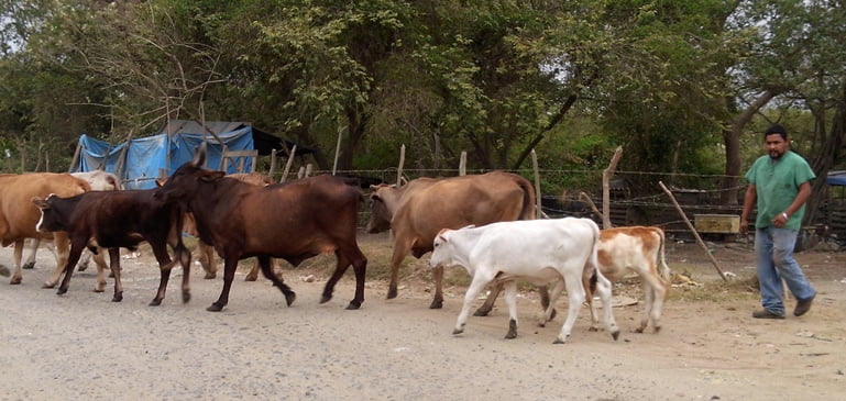 Adeudan más de 32 mdp a productores de Aldama