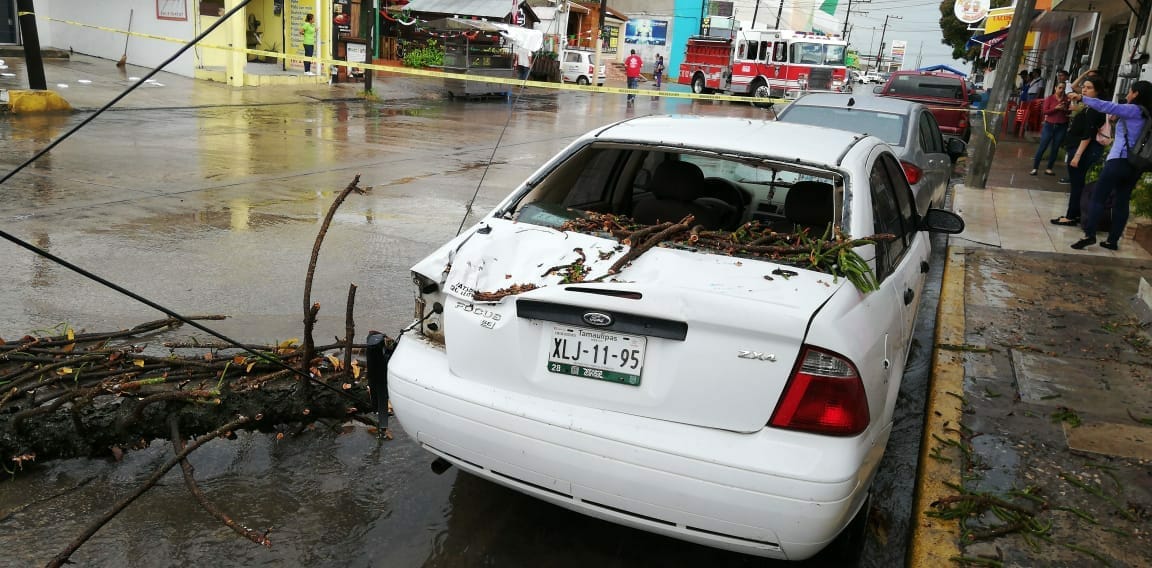 La caída de un árbol y un pino ocasiona cuantiosos daños materiales en Ciudad Madero
