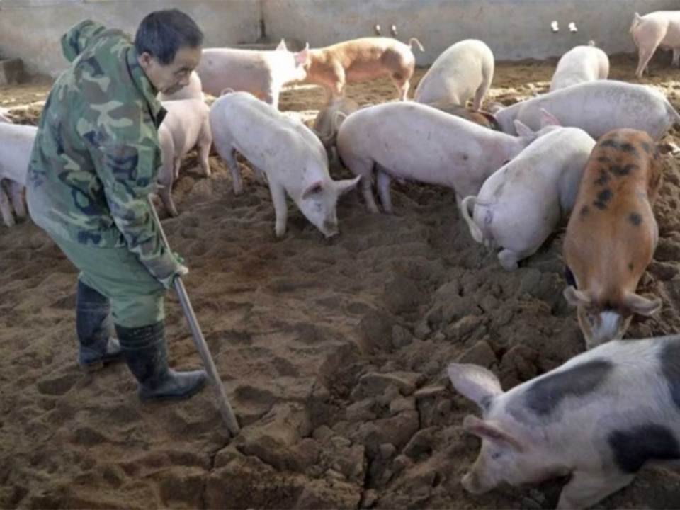 China anuncia nuevos brotes de peste porcina africana