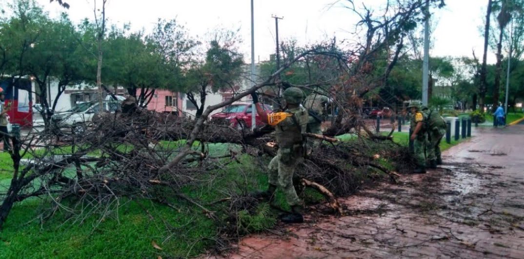 23 árboles caídos en Victoria tras lluvia con granizo: PC