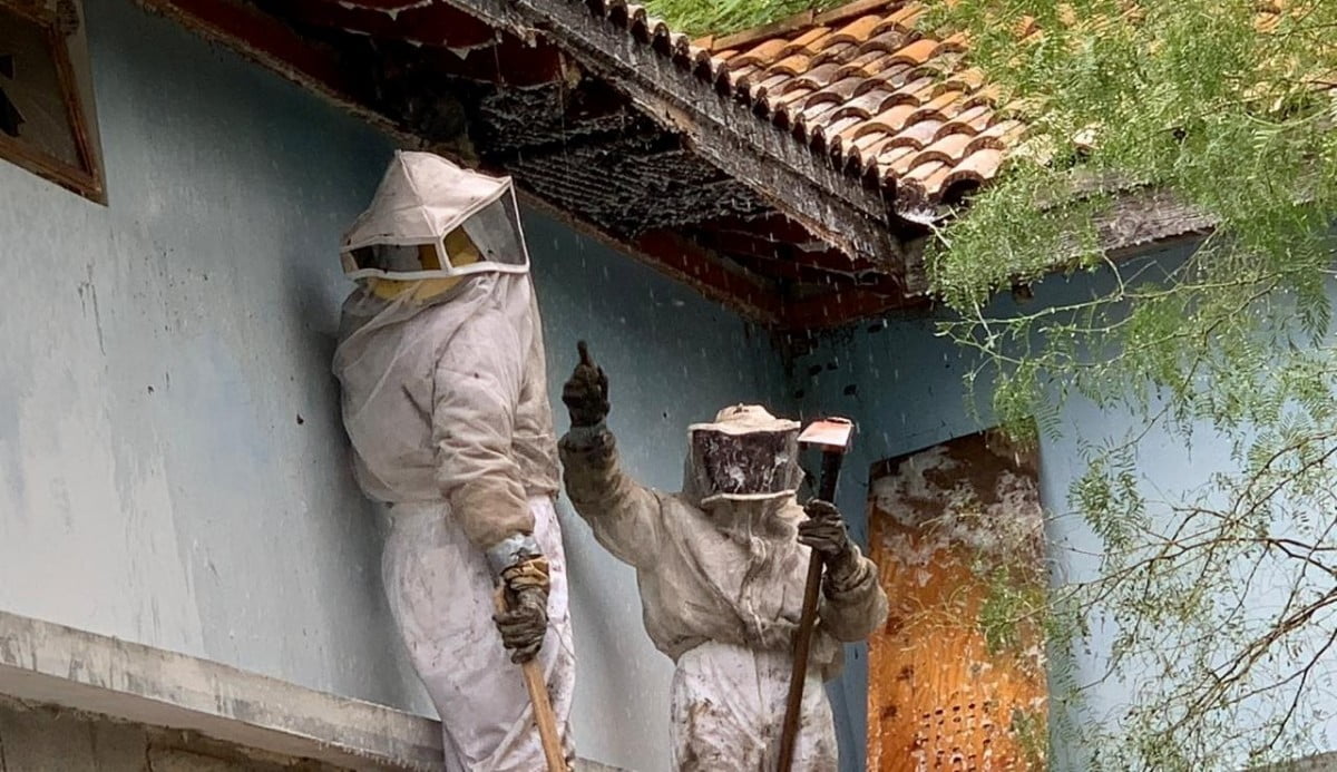 Suspenden clases en primaria de Miguel Alemán por enjambres de abejas
