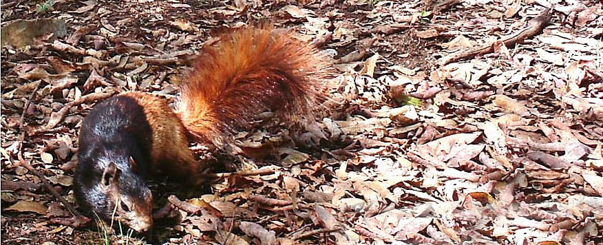 Descubren variaciones genéticas en fauna de la Reserva El Cielo