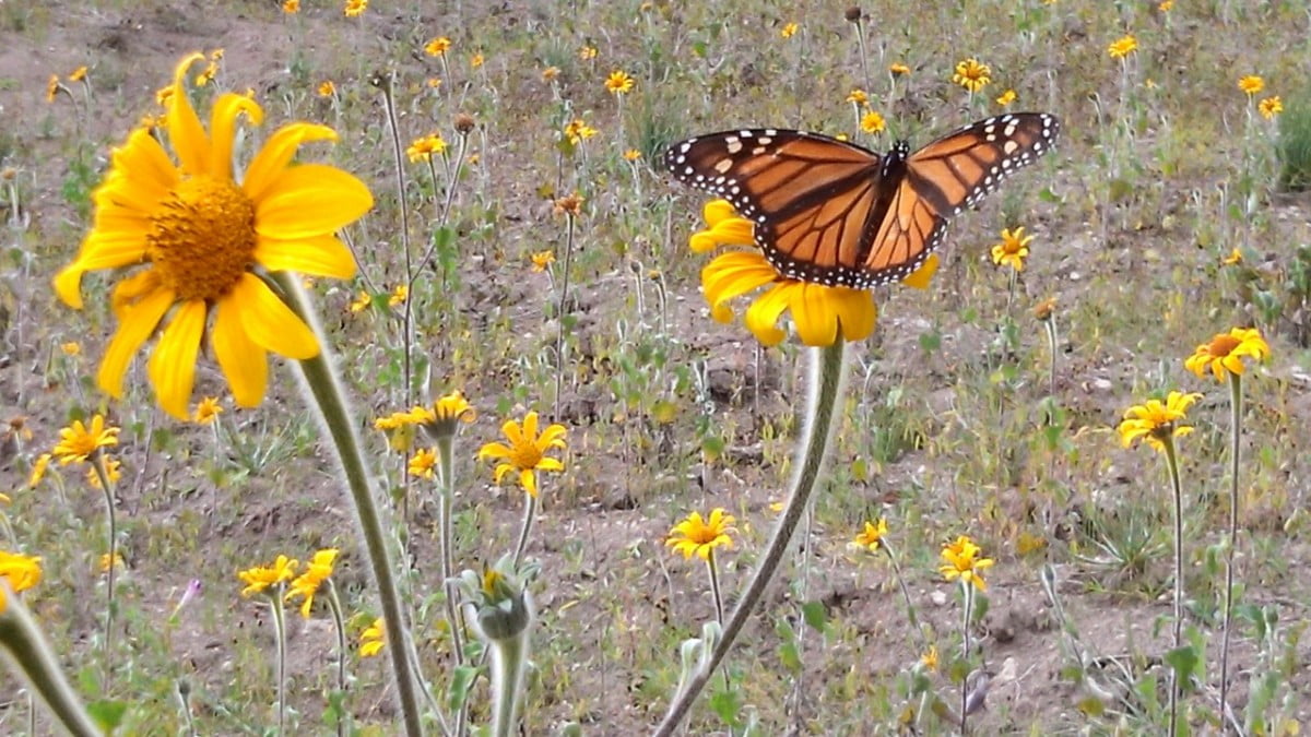 Promueve Gobierno de Tamaulipas áreas de alimentación de mariposa monarca