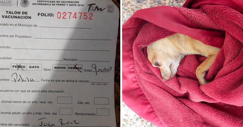 Vacuna antirrábica no provocó muerte de perritos en Victoria