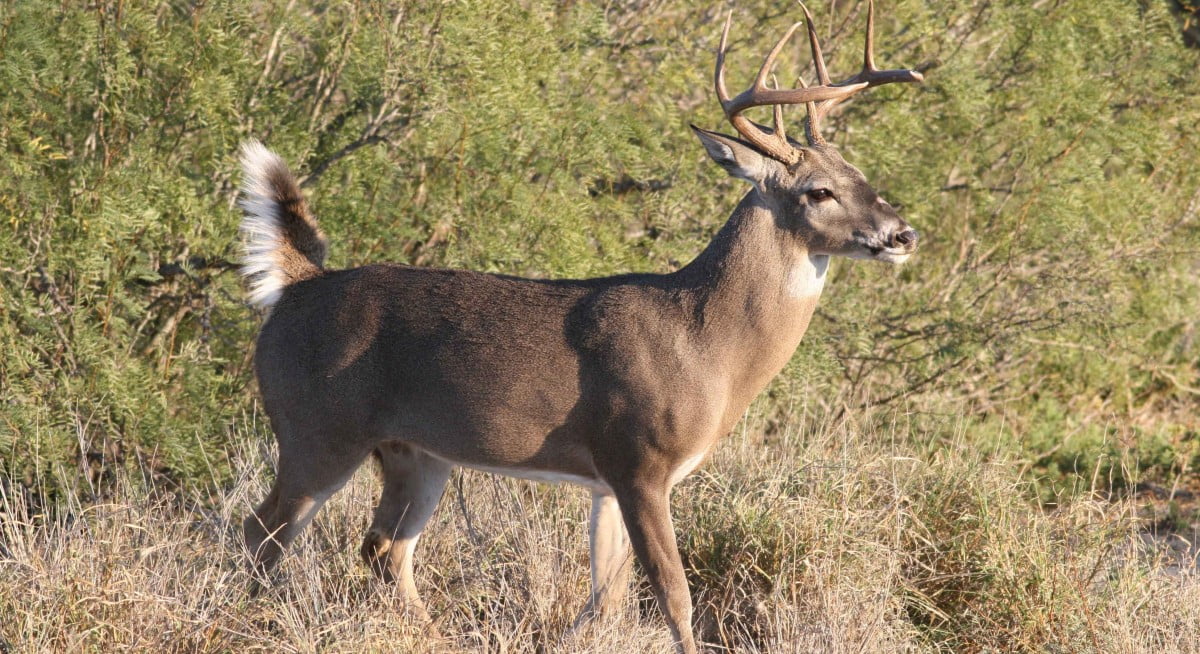 Hay suficiente venado para cazar en temporada de cola blanca