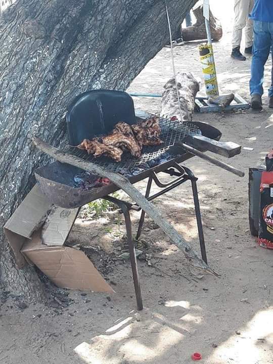 Hallan víbora dentro del Tec Altamira y alumnos hacen carne asada