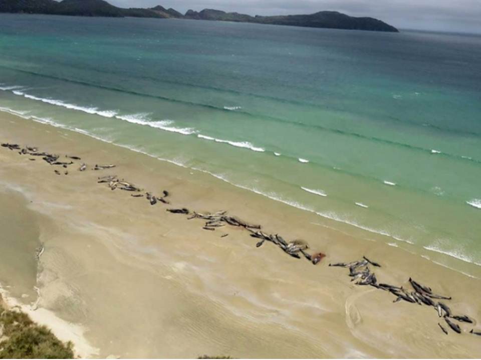 Mueren 145 ballenas en Nueva Zelanda tras quedar encalladas