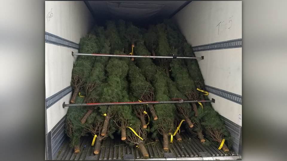 Detienen embarque con pinos de navidad infestados de plaga