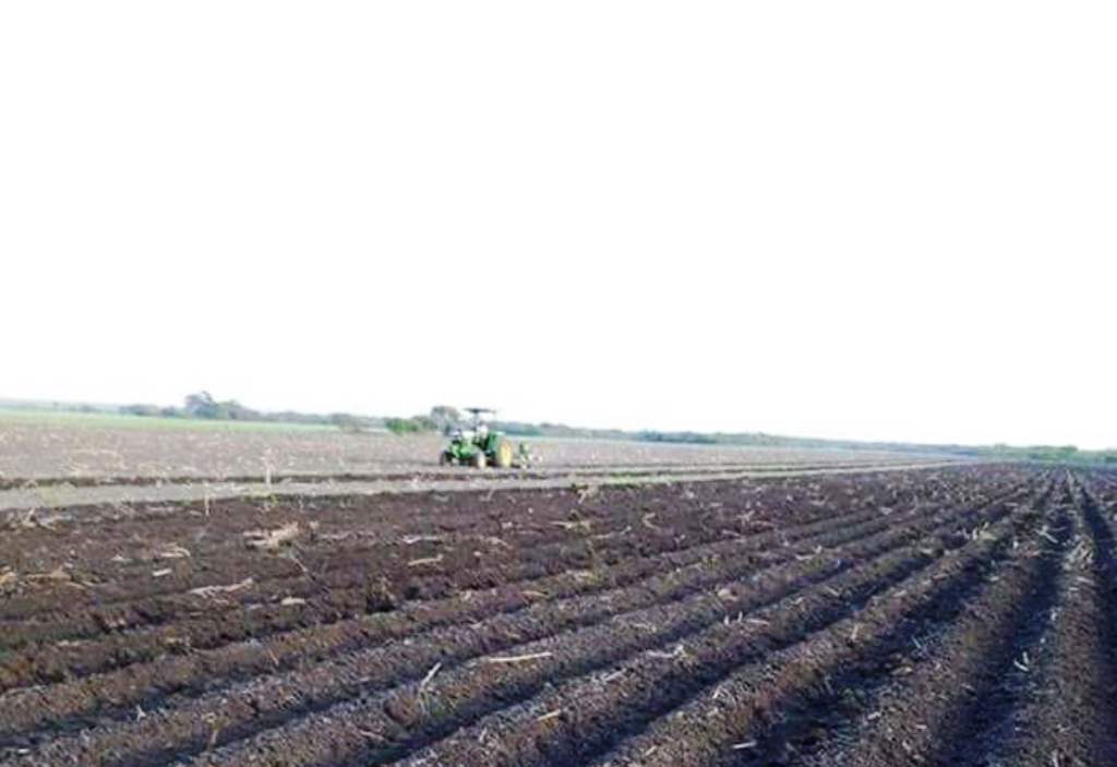 El 10 por ciento de los productores de Altamira se queda sin apoyos; no cumplen con requisitos