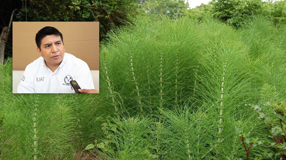 Estudian en la UAT propiedades medicinales de plantas de la región