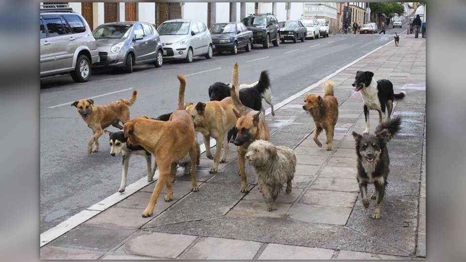 Legalizan matar perros callejeros que hurguen basura o estorben