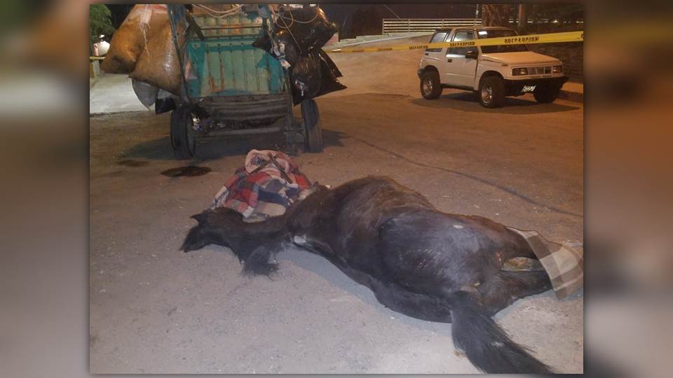 Así terminan los caballos que recogen basura en México
