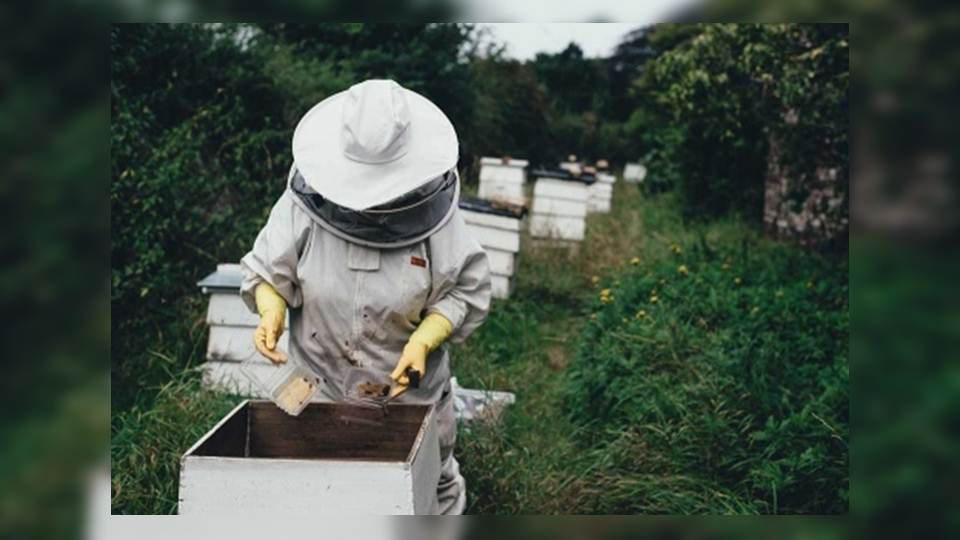 Envenenan a más de 2 millones de abejas en Colombia