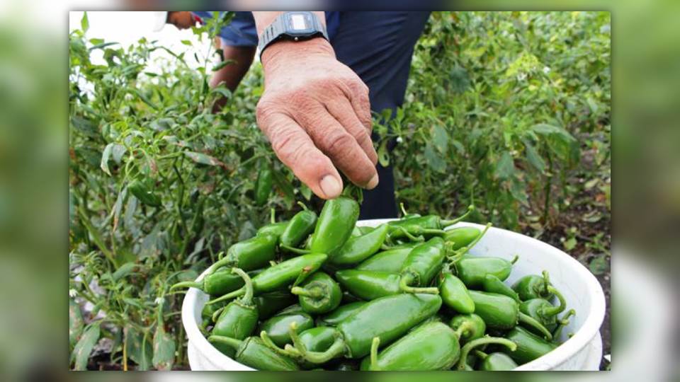 Baja precio de chile serrano en la zona sur; esperan aumente la venta