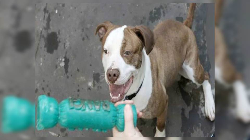 Sacrifican a perro juguetón pitbull terrier por ser de una ‘raza agresiva’