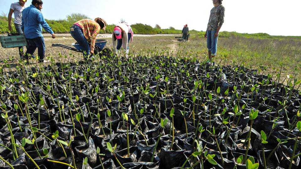 Reforestación de mangle da beneficios ambientales a Tamaulipas
