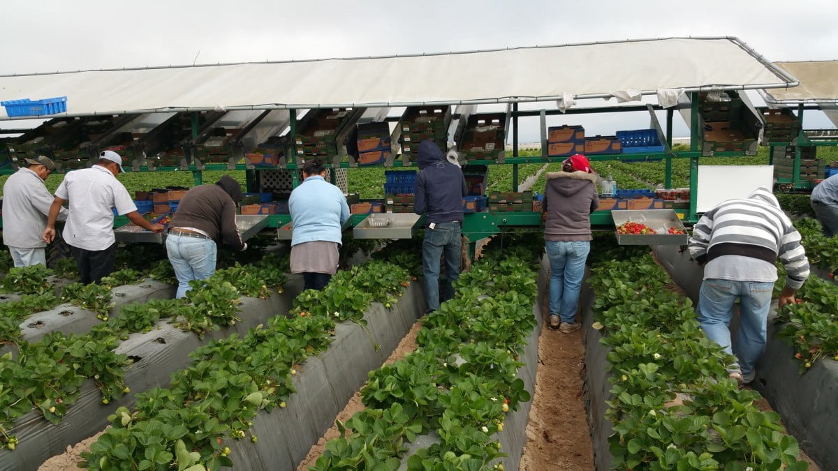 Inician trámite de pensión para mexicanos que trabajaron en EU