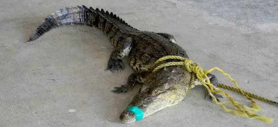 Presencia de lagarto causa expectación entre vecinos de Altamira