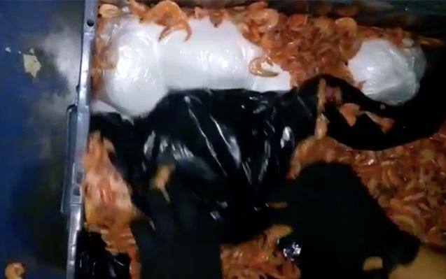 Aseguran casi una tonelada de droga en cargamento de camarón