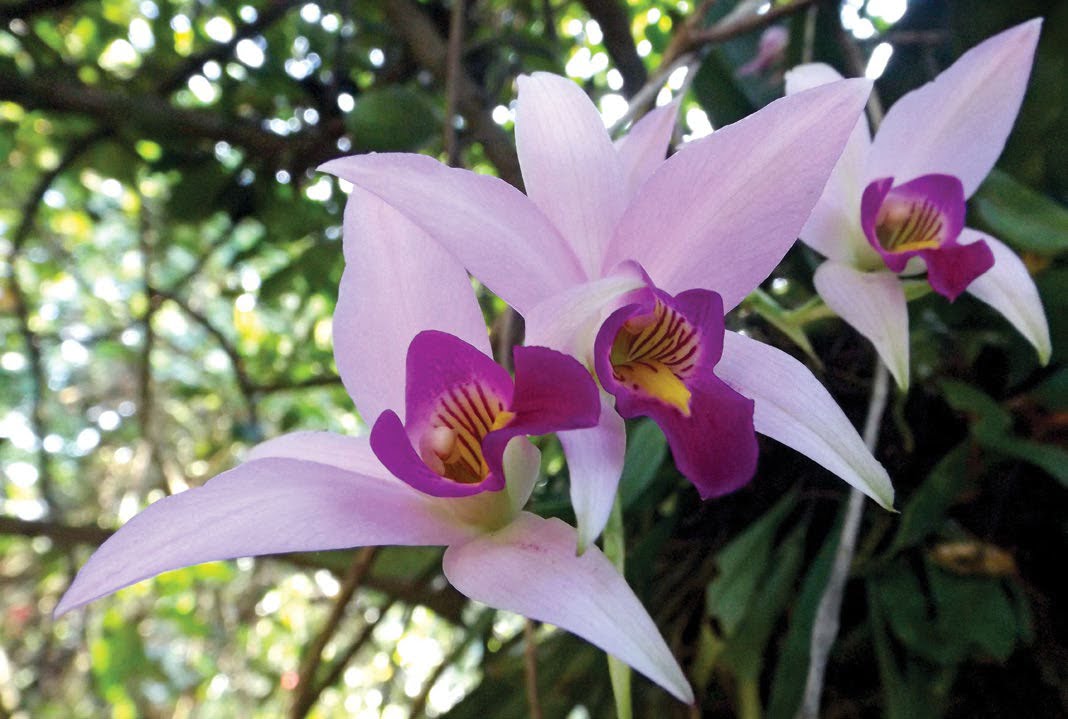 Hace UAT estudios para la conservación de orquídeas en Biosfera El Cielo.